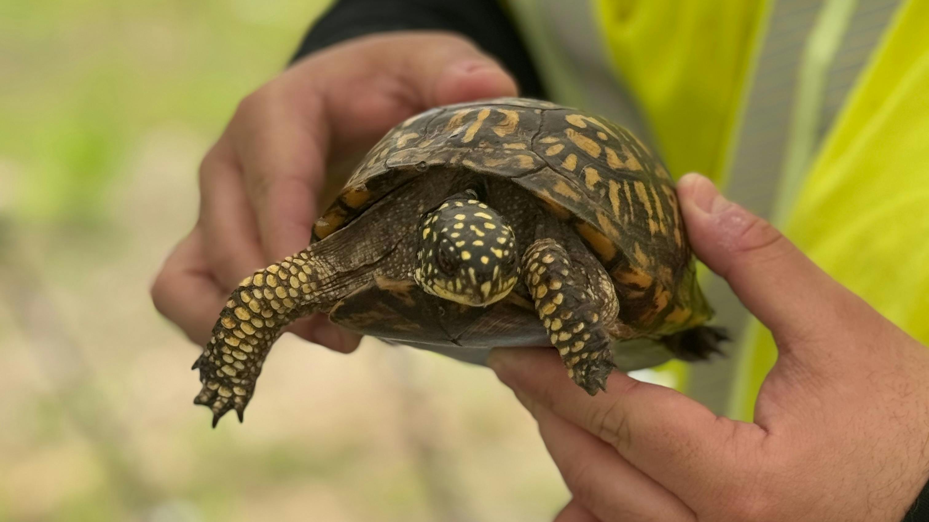 68474a7acc04617f3b176f7d Turtle