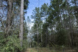 Unkempt distribution right-of-way. Unkempt distribution right-of-way.