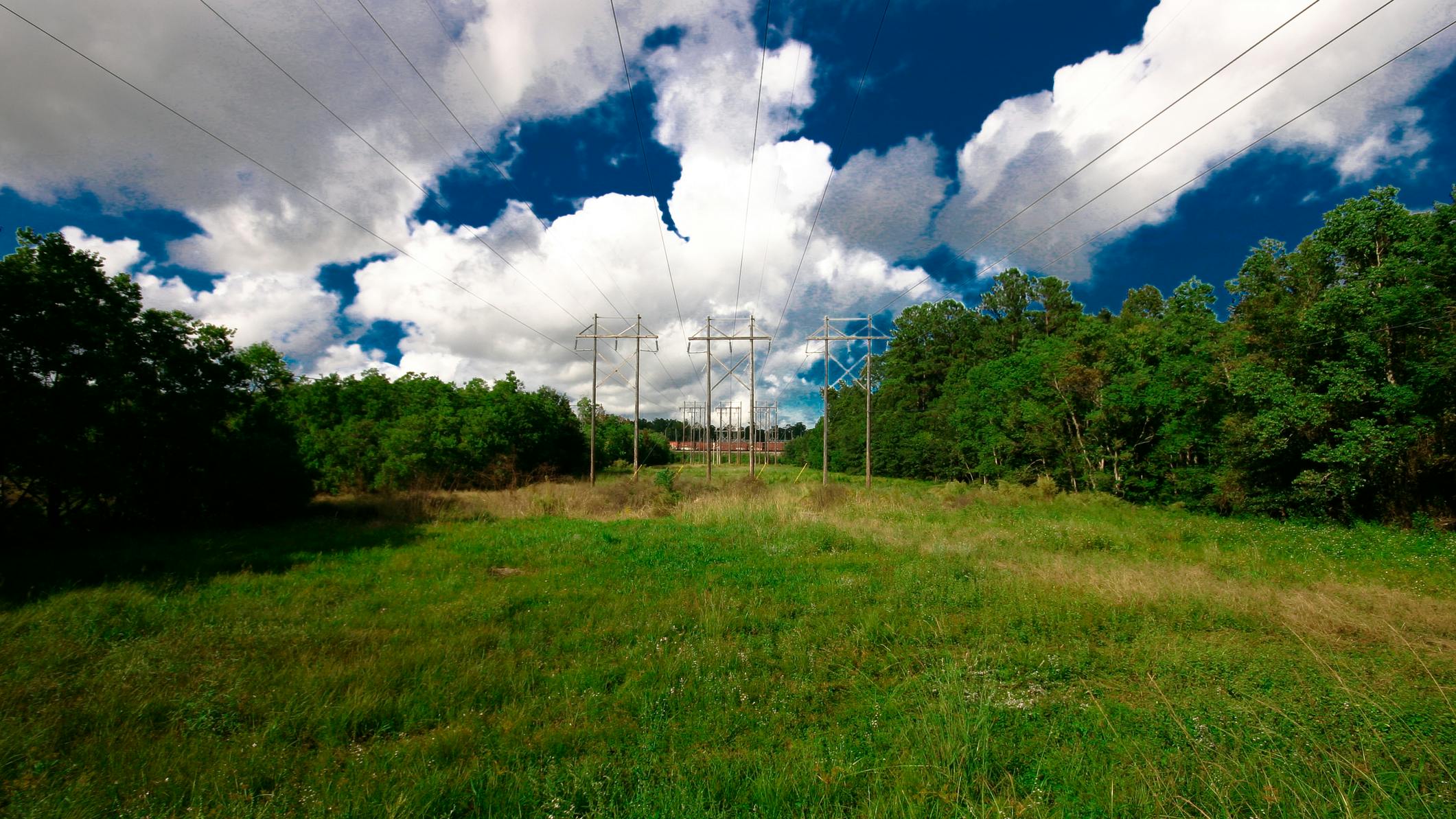 trees by power lines