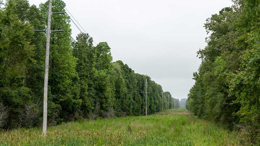 right of way of power lines through forest