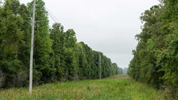 right of way of power lines through forest right of way of power lines through forest