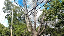 dead ash tree dead ash tree