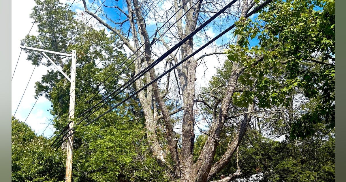 Eversource Launches Vegetation Management Initiative to Enhance Safety and Reliability in New Hampshire