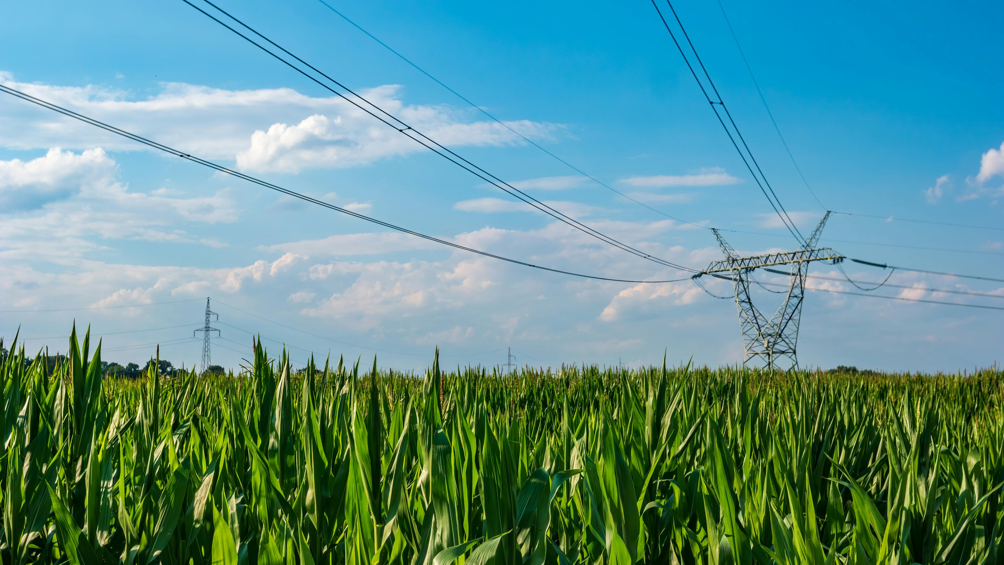 power line in corn field