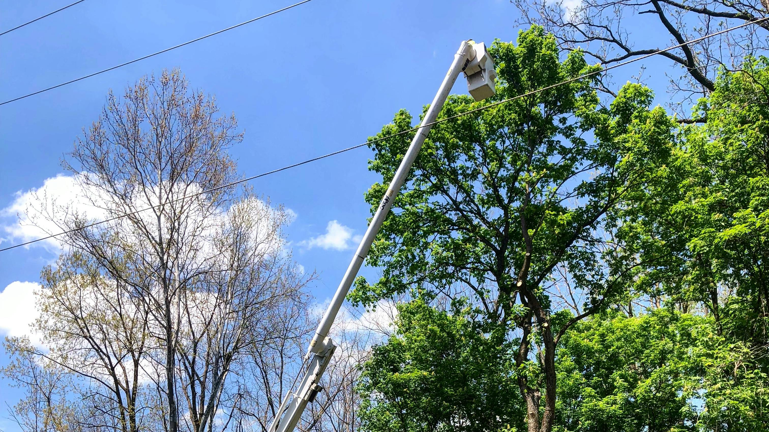 Overgrown trees near power lines pose a major outage risk. By leveraging satellite intelligence, the city of Westerville in Ohio identifies and addresses these hazards before they disrupt service.