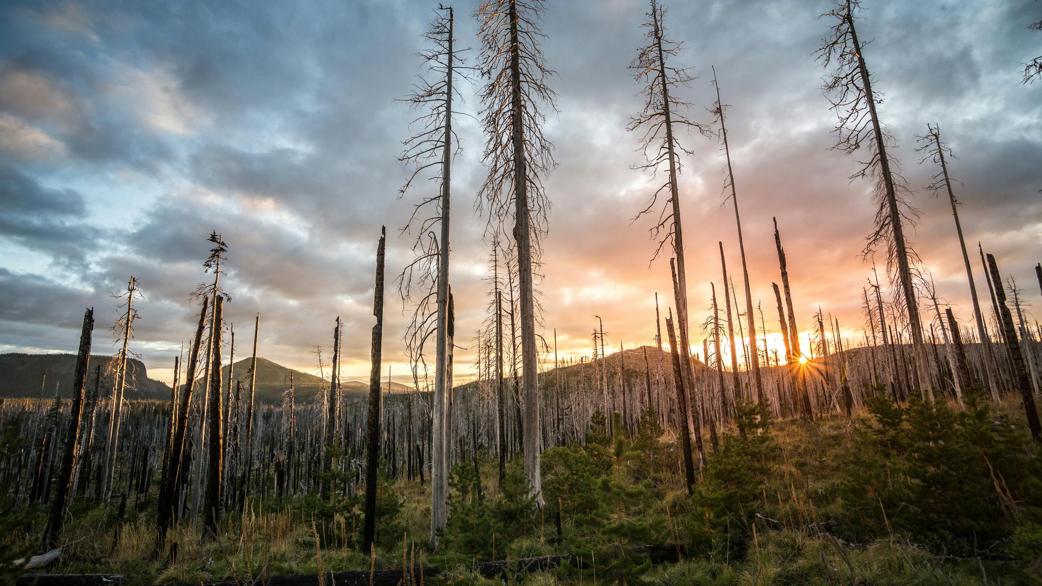 barren trees in northwest