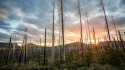 barren trees in northwest barren trees in northwest