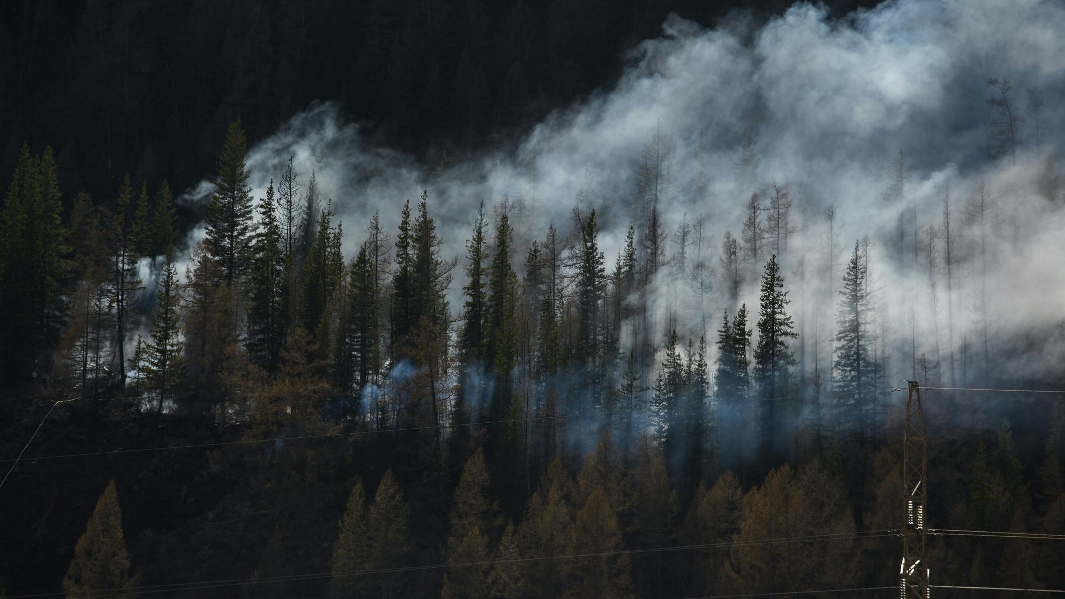 Smoke rising from a forest fire in a dense pine forest with power lines in the foreground