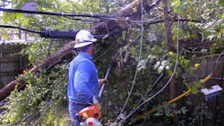 vegetation clearing vegetation clearing
