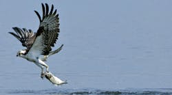 bird with prey bird with prey