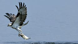 bird with prey bird with prey