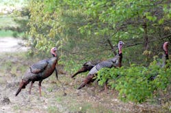 On one particularly memorable Christmas day, three turkeys flew into the same 1000 ft (305 m) of overhead circuits, each incident spaced a few hours apart. On one particularly memorable Christmas day, three turkeys flew into the same 1000 ft (305 m) of overhead circuits, each incident spaced a few hours apart.