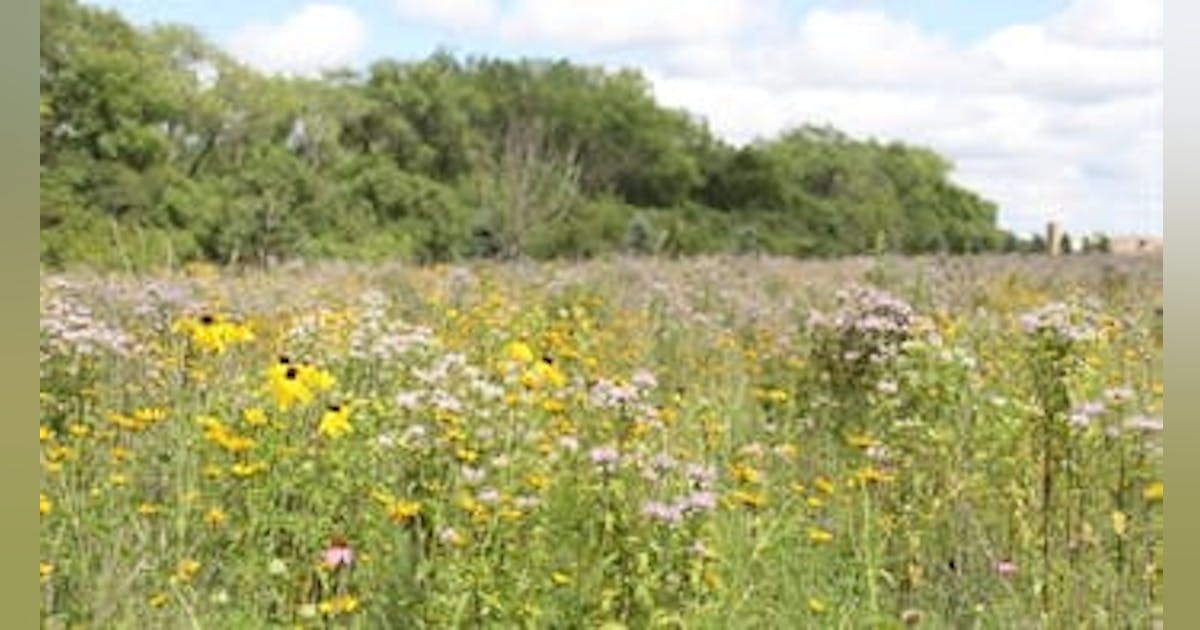 Native Seed Blends for Utility ROWs: Supporting Habitat Restoration ...