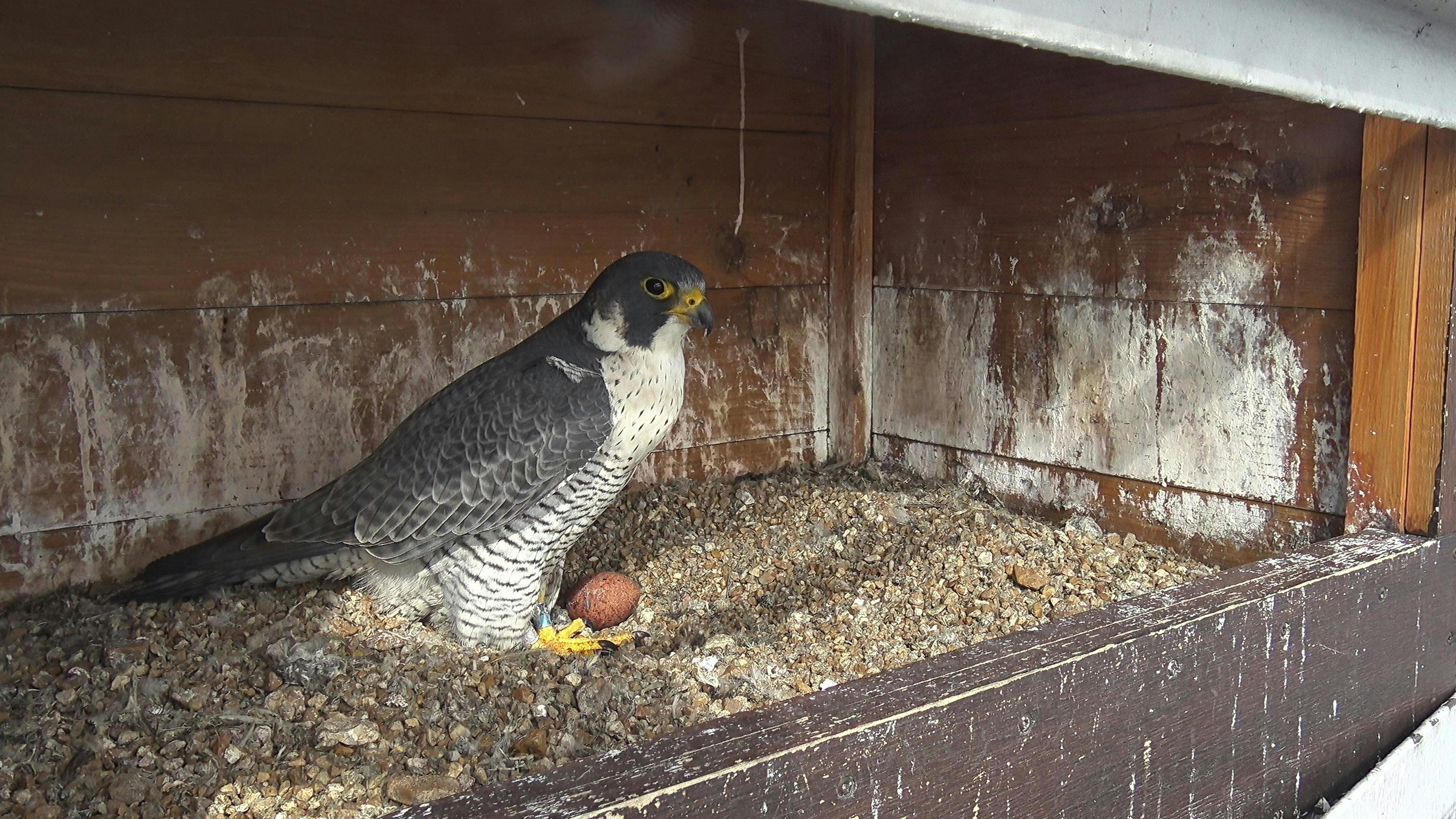69cd42ef3362687a7abeadc5 Female Falcon With Eggs In Nest2 2026 Ameren Falco