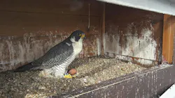 69cd42ef3362687a7abeadc5 Female Falcon With Eggs In Nest2 2026 Ameren Falco 69cd42ef3362687a7abeadc5 Female Falcon With Eggs In Nest2 2026 Ameren Falco
