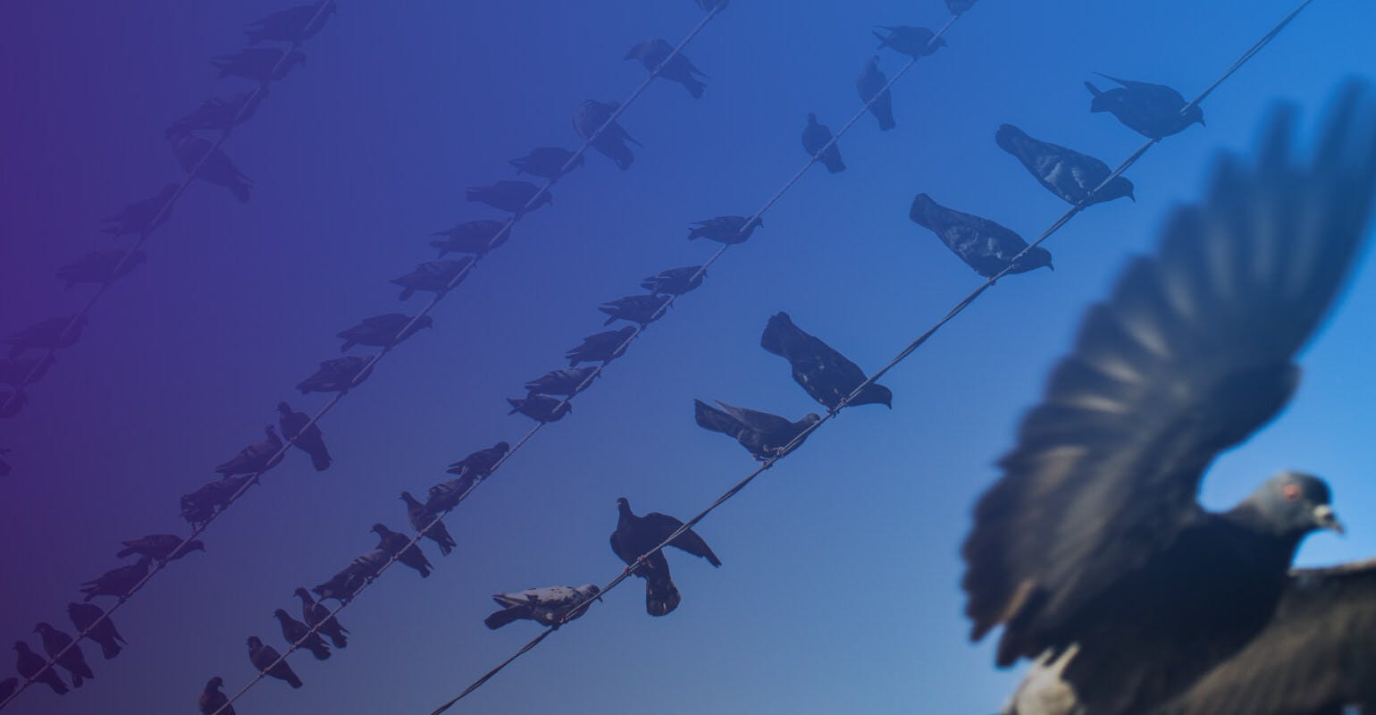 featured_asset_imagebirdbuffer2026