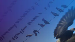 featured_asset_imagebirdbuffer2026 featured_asset_imagebirdbuffer2026