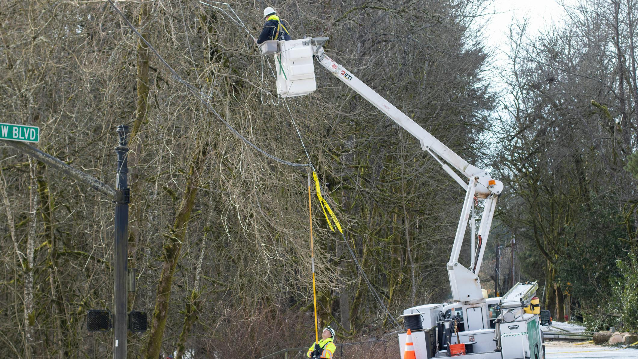workers cutting trees