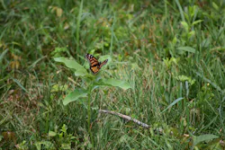 Wildflowers abound at NYPA ROWs. Species such as milkweed and coneflowers are important in supporting biodiversity and pollinator resilience. Wildflowers abound at NYPA ROWs. Species such as milkweed and coneflowers are important in supporting biodiversity and pollinator resilience.