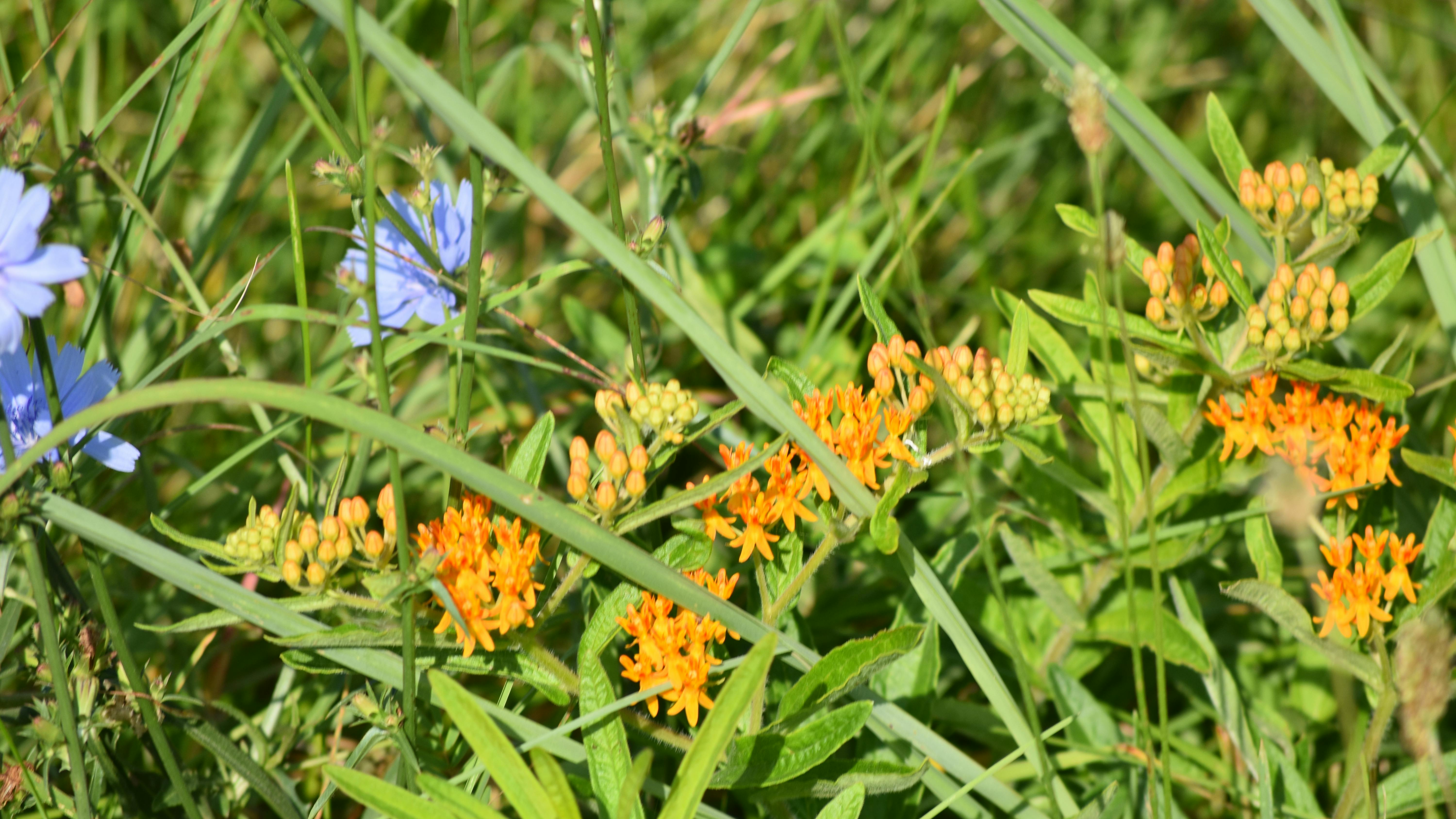 A dense patch of grasses and forbs keep out invasive plants.