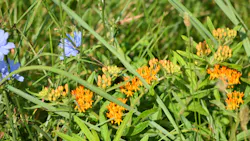A dense patch of grasses and forbs keep out invasive plants. A dense patch of grasses and forbs keep out invasive plants.