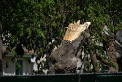 The derecho inflicted damage to trees throughout Hydro Ottawa's service territory.