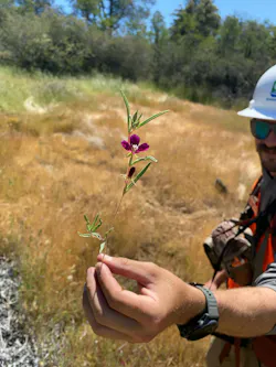 ACRT EnviroScience Biologist Michael Whitacre examines red maids (Calandrinia ciliata) growing within a right-of-way during BIOaudit field assessments.