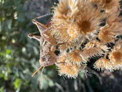 ACRT This grasshopper was observed within the transmission corridor during the BIOaudit wildlife documentation.