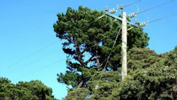 Vegetation encroachment near distribution lines illustrates potential outage risk and the need for targeted removal prioritization.