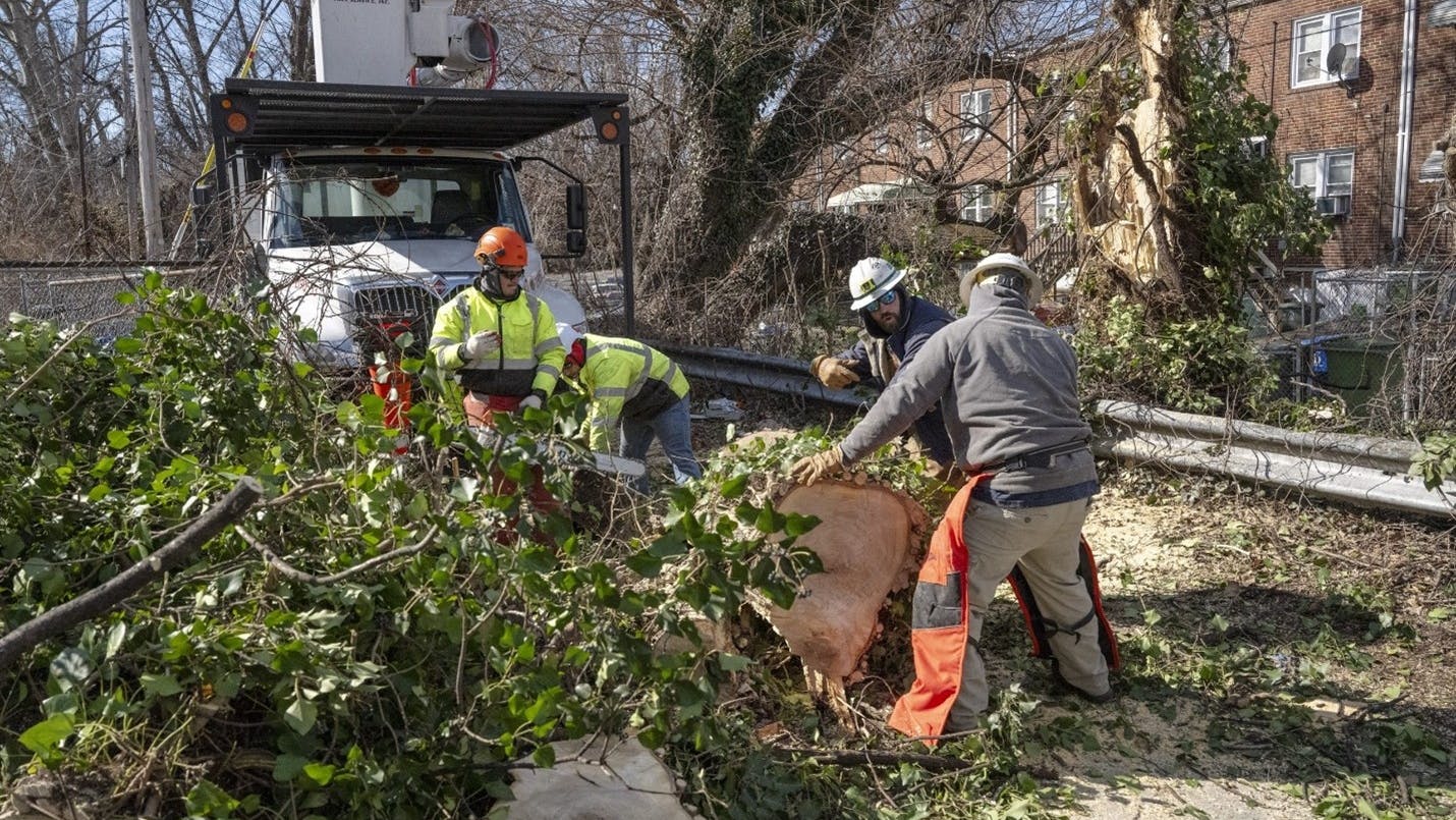 Field crews perform targeted tree removal near distribution infrastructure.
