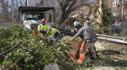 Field crews perform targeted tree removal near distribution infrastructure.