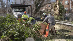 Field crews perform targeted tree removal near distribution infrastructure.