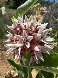 ACRT Showy milkweed (Asclepias speciosa) is a native flowering plant that provides important habitat for pollinators such as monarch butterflies.