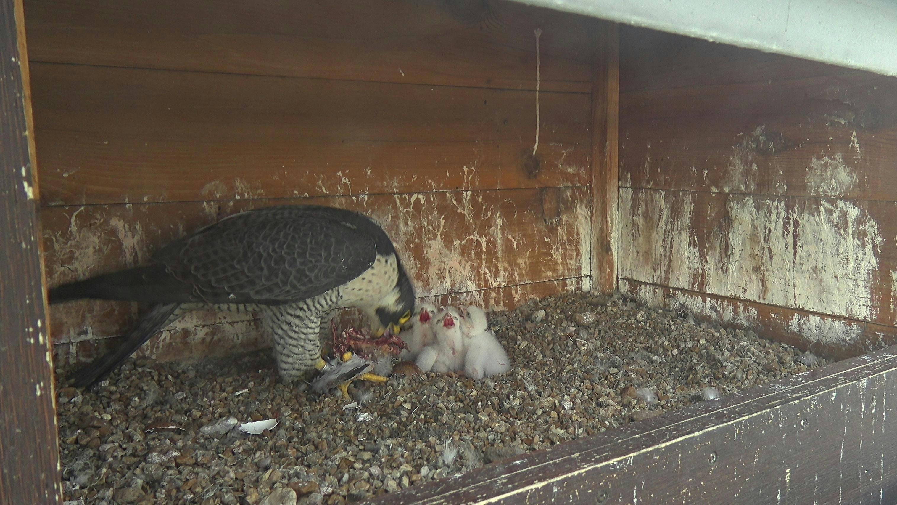 6a07333e17844f92af1256cb Falcon Chicks3 05