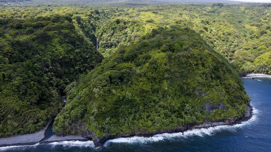 6a15a7357da803e549c5d91b Eastmauirainforest