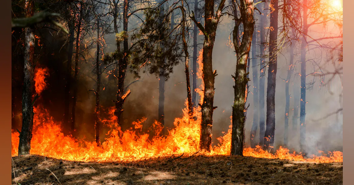 The New Wildfire Reality Reshaping Utility Vegetation Management