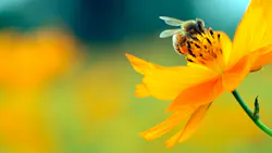 6a8c6e02e264b926d4f5f910 Dreamstime Xl 27533578