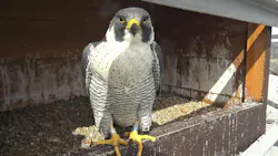An adult Peregrine falcon remains near the nest box, a common behavior during the breeding season.