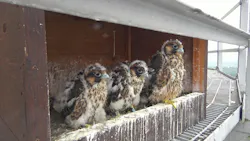The Peregrine falcon chicks’ appearance begins to change as white down gives way to early juvenile plumage.