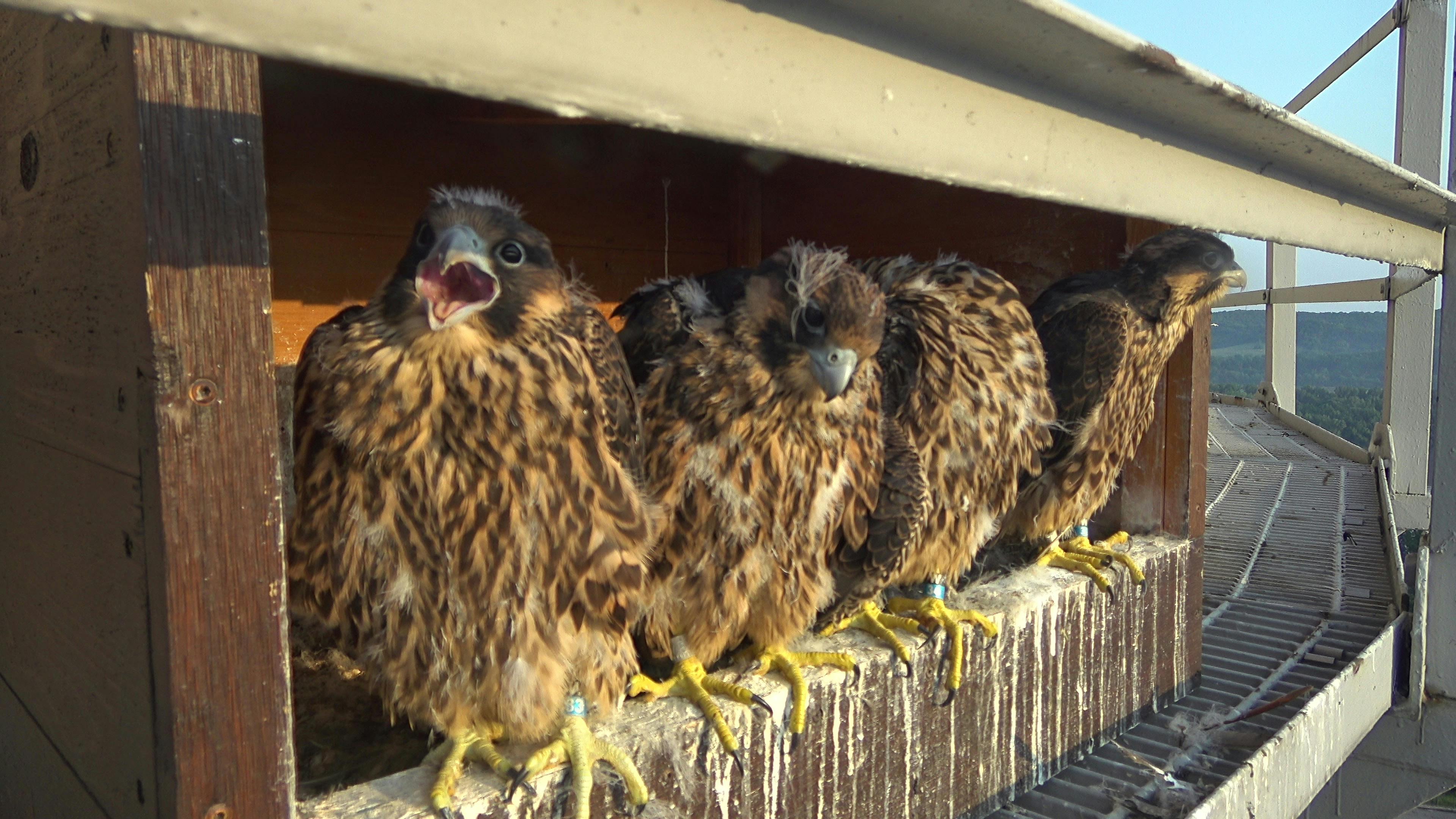 After several weeks, the Peregrine falcon chicks&rsquo; fluffy white down is replaced by juvenile plumage as they prepare for fledging.