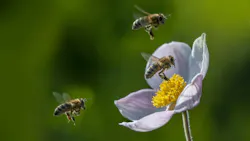 One of Ameren's key parts of its wildlife conservation plan focuses on pollinators.