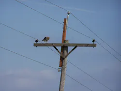 A hawk safely perches on a retrofitted pole.