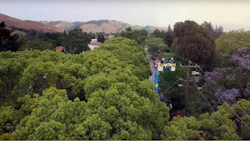 Aerial view of PG&E line crews pruning dense vegetation away from overhead power lines as part of wildfire mitigation efforts.