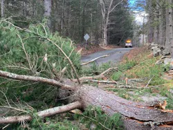 The March 2026 storm brought down trees and wires in Holland, Mass.